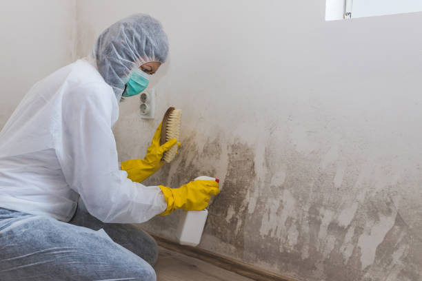 Mold Testing and Removal in Highland Heights, KY