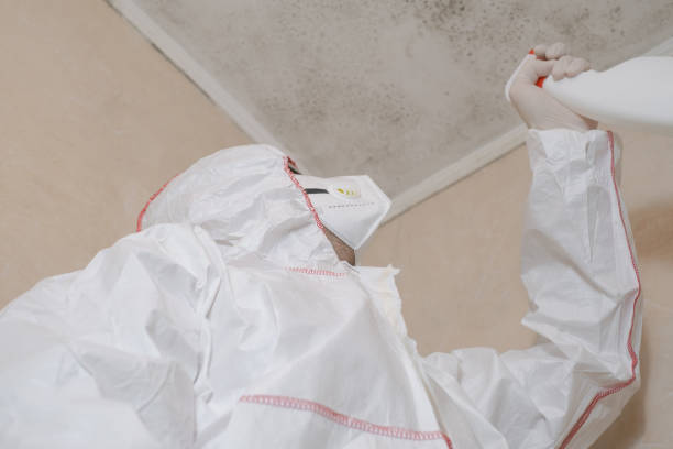 Mold Removal Process in Highland Heights, KY