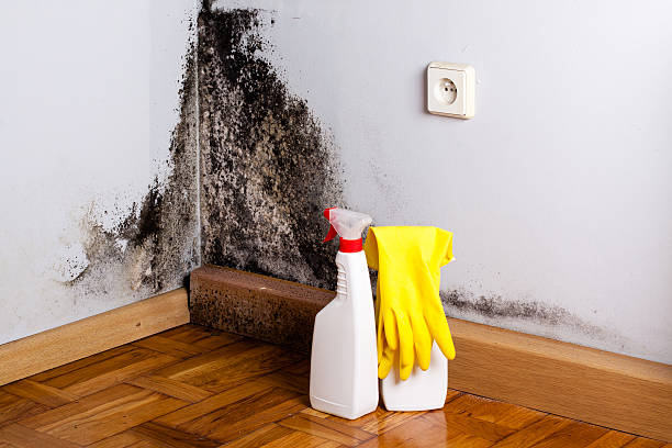 Best Toxic Mold Removal  in Highland Heights, KY