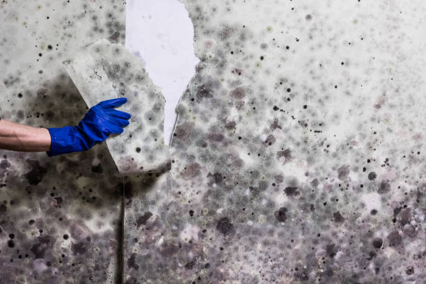 Best Residential Mold Removal  in Highland Heights, KY